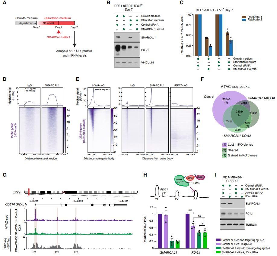 Figure 2. Regulation of PD-L1 expression by SMARCAL1.